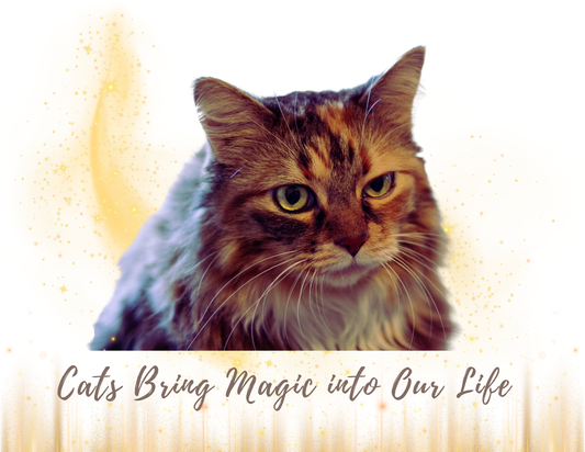 CATS BRING MAGIC