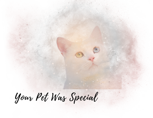 YOUR PET WAS SPECIAL